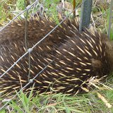 Echidna, by teh side of the road, in Tasmania