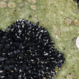 Bruny Island, Tasmania