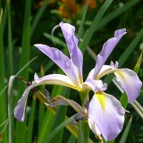 Corinda House, Hobart