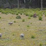 Flinders Chase National Park
