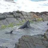 Admirals Arch, Kangaroo Island