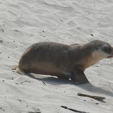 Seal Bay Conservation Park, Kangaroo Island