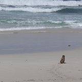 Seal Bay Conservation Park, Kangaroo Island