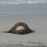 Seal Bay Conservation Park, Kangaroo Island
