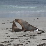 Seal Bay Conservation Park, Kangaroo Island