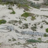 Seal Bay Conservation Park, Kangaroo Island