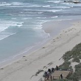 Seal Bay Conservation Park