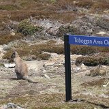 Ben Lomond National Park, Tasmania