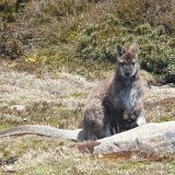 Ben Lomond National Park, Tasmania