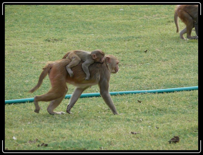 Zum Bild in Originalgr&ouml;&szlig;e hier klicken...