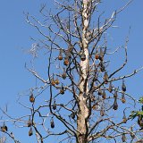 Flying foxes in the Botanical Gardens