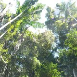 Forest on Fraser Island