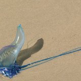 Jellyfish in Fraser Island