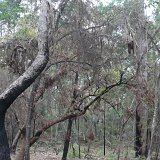 Paperbark trees on Fraser Island