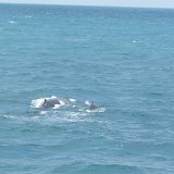Humpback whales, mother and calf, off Fraser Island