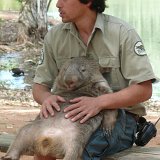 Wombat
