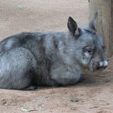 Wombat