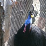 Male Cassowary