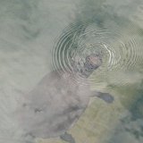 Turtle in Lake Eacham, Atherton Tablelands