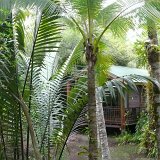 Kewarra Beach Resort, Cairns